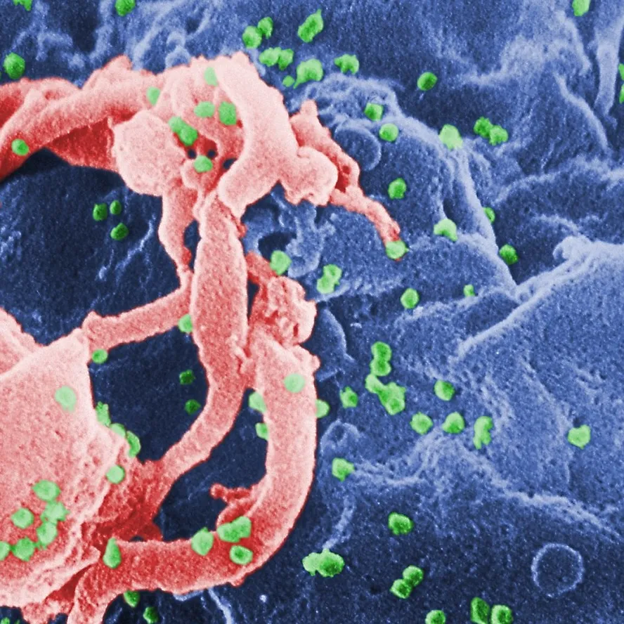 _The Observable Universe_